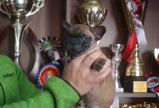 Francuski Buldog, vrhunskog porekla image 6