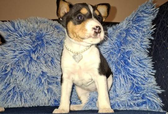 BASENJI štenci image 5