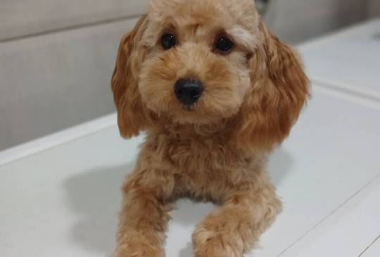 Ženkice toy pudle image 3