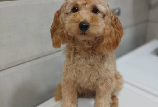 Ženkice toy pudle image 2