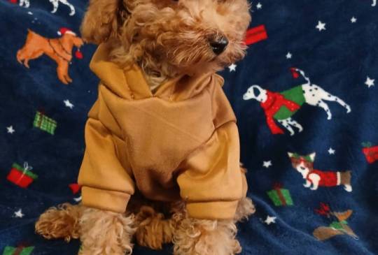 Štenci toy/patuljaste pudle image 3