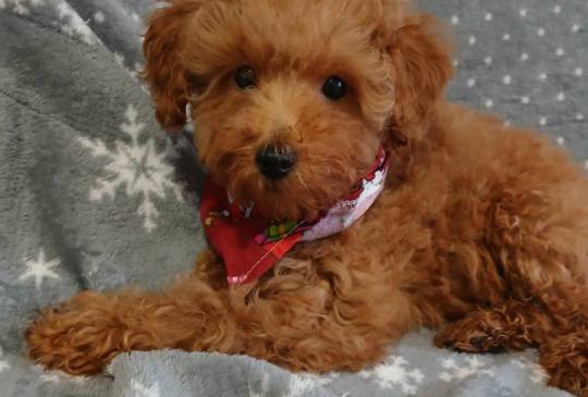 Štenci toy/patuljaste pudle image 4