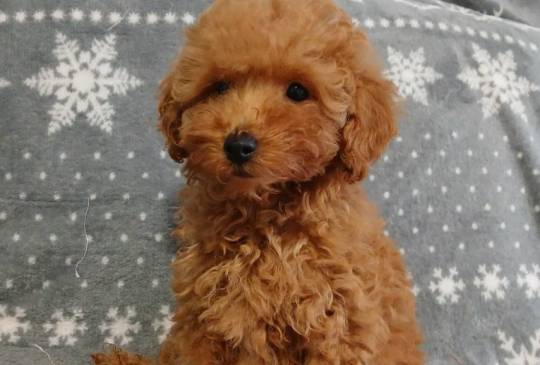 Štenci toy/patuljaste pudle image 2