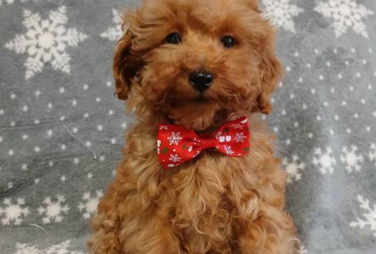 Štenci toy/patuljaste pudle image 1