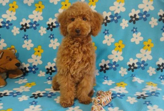 Mužijak patuljaste pudle image 1