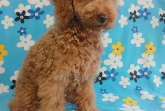 Mužijak patuljaste pudle image 3