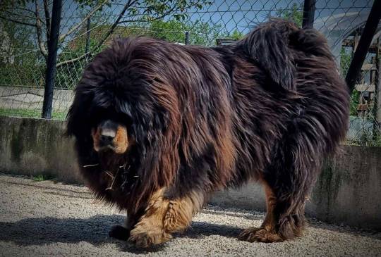 Tibetski Mastif muzjak image 5