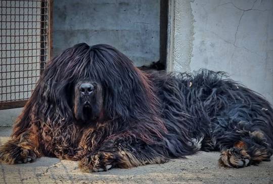 Tibetski Mastif muzjak image 4