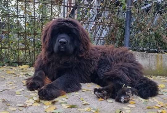 Tibetski Mastif muzjak image 2