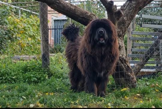 Tibetski Mastif muzjak image 1