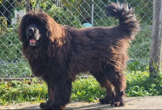 Tibetski Mastif muzjak image 3