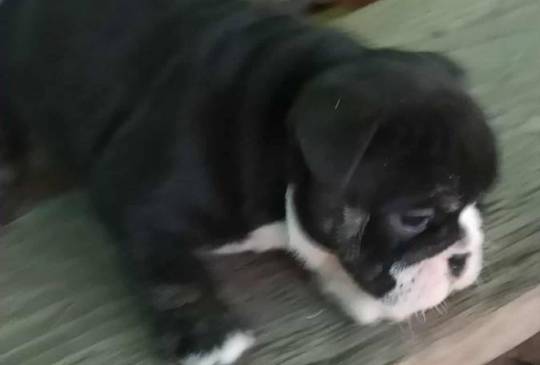 Engleski buldog image 1