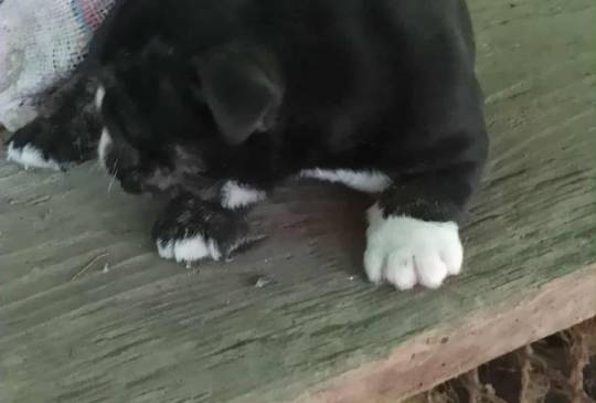 Engleski buldog image 2