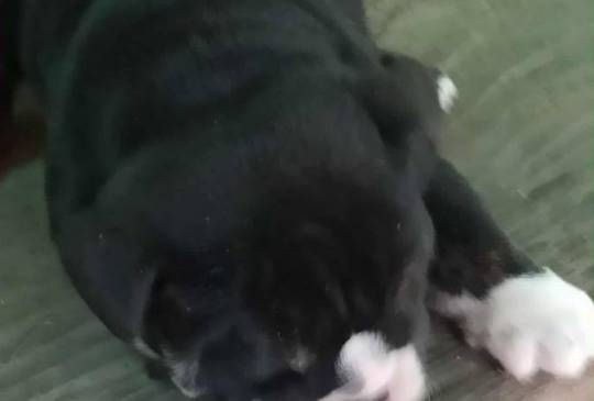 Engleski buldog image 3