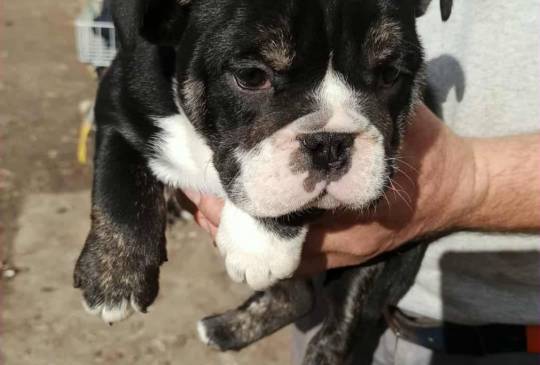 Engleski buldog image 1