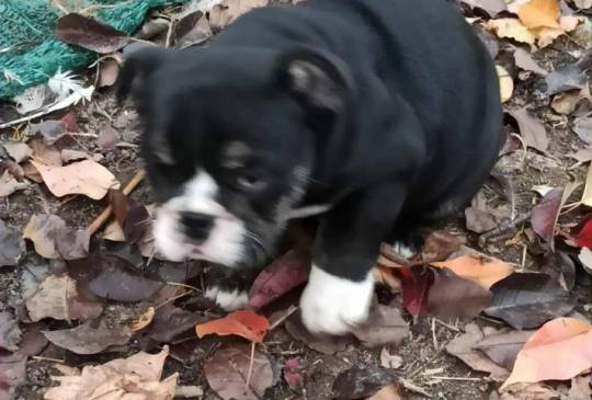 Engleski buldog image 3