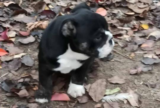 Engleski buldog image 2