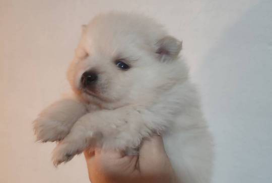 Pomeranski spic image 1