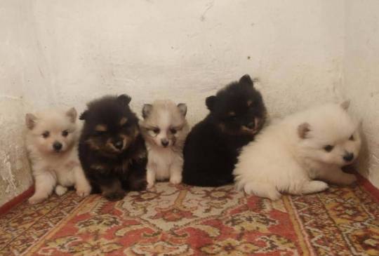 Pomeranski spic image 2