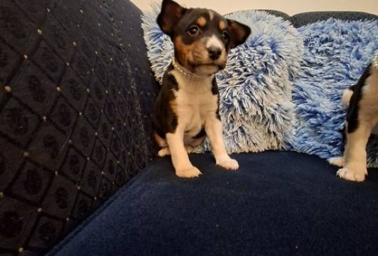 BASENJI štenci image 6