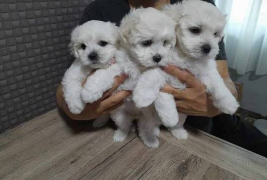 Pudla toy,patuljasta i srednja stenci