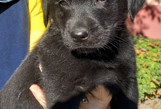 Preslatki stenci Labradora na prodaju