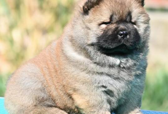 Chow Chow Cau Cau Čau Čau image 3