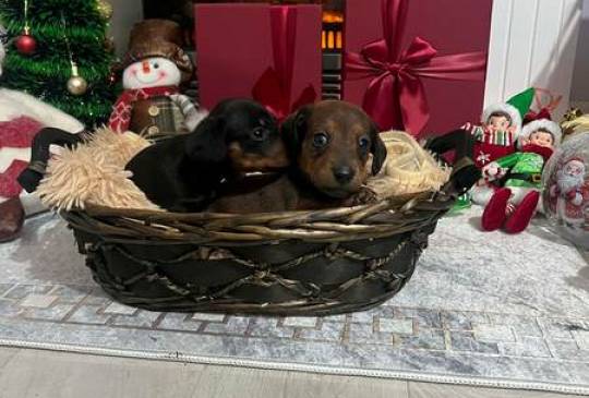 Mini kratkodlaki jazavičari, štenci image 2