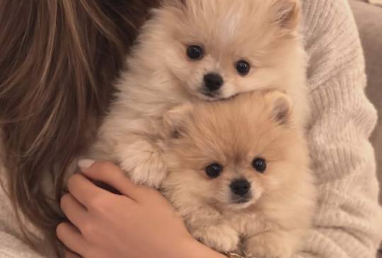 Pomeranac BOO štenci image 6