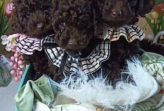 Toj pudle braon, ženke image 3