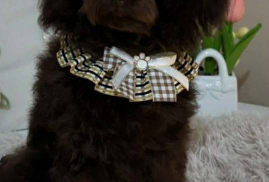 Toj pudle braon, ženke image 4