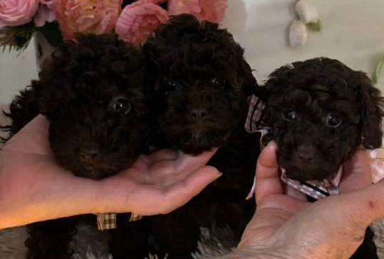 Toj pudle braon, ženke image 5