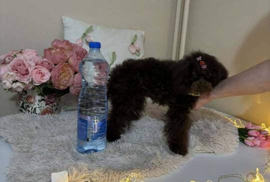 Toj pudle braon, ženke image 6