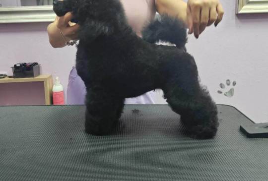 Patuljasta Pudla muško štene image 4