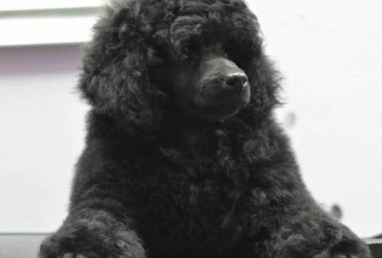 Patuljasta Pudla muško štene image 2