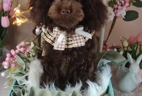 Toj pudle braon, ženke image 1