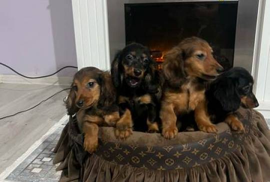 Dugodlaki patuljasti jazavičari štenci image 1