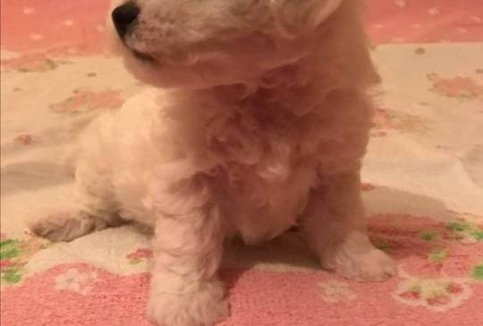 Kovrdžavi bišon štenci image 1