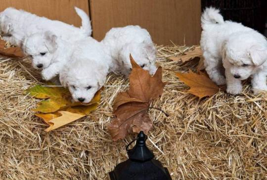 Kovrdžavi bišon štenci image 2