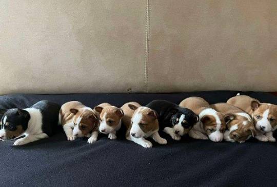 Basenji (Basendži) štenci crveno-beli i image 1