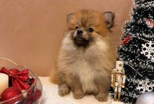 Pomeranski špic štenci oranž i beli image 1