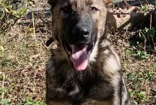 Nemački ovčar štenci image 2