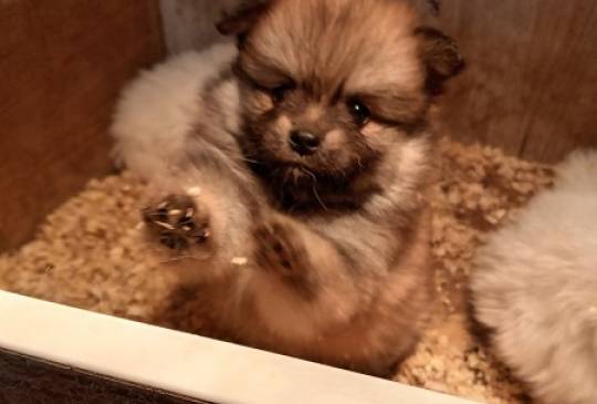 Štenci pomeranskog špica image 1