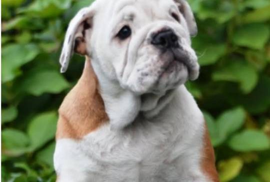 Engleski Buldog image 2