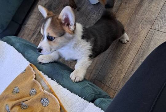 Velški Korgi Pembrok trikolor image 2