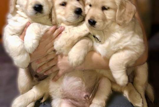 Zlatni retriver 3nnn image 2