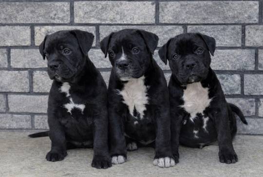 American bully XL / XXL image 2