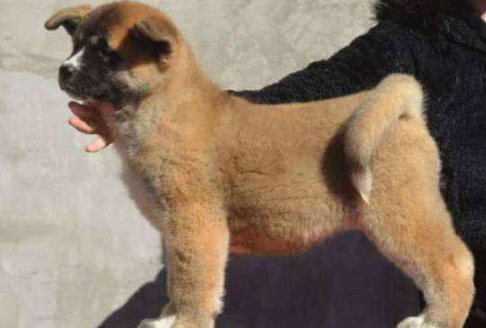 Američka Akita image 2