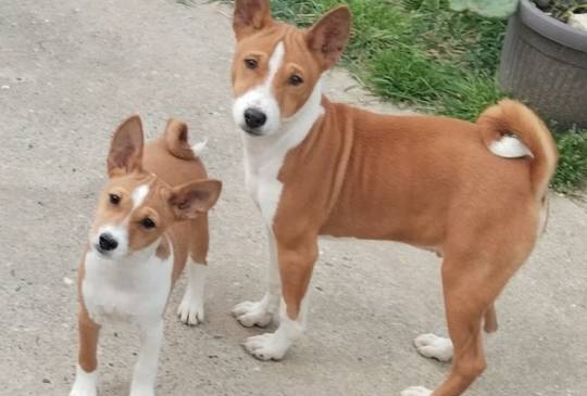 BASENJI štenci image 2