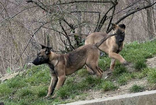 Belgijski Ovčar Malinoa image 2
